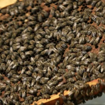«Από το Χωράφι στο Ράφι»: Προϊόντα της Κυψέλης – Α’ Μέρος